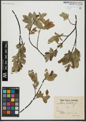 Foto von Salix hastata L.